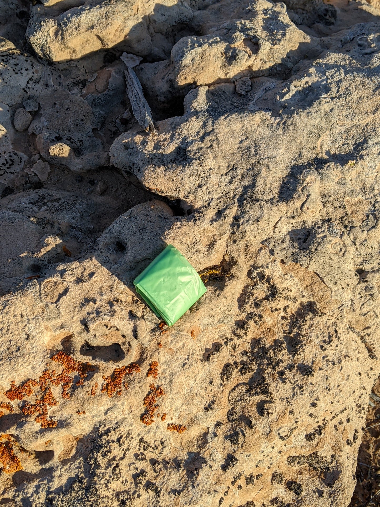 Backcountry Lemon Drop 6-pack